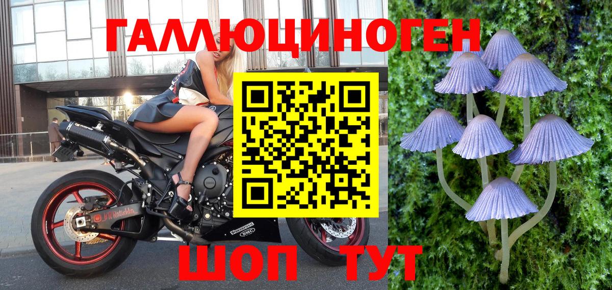 Псилоцибиновые грибы Psilocybine cubensis Хабаровск